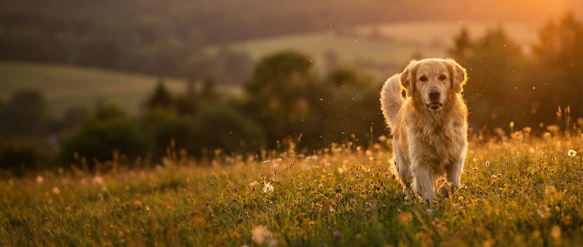 免费看片动物视频社区